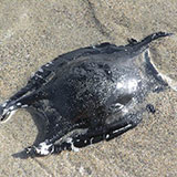  Mermaid`s Purse 